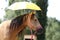 Clever sport horses don`t fear of umbrellas