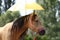 Clever sport horses don `t fear of umbrellas