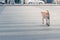 Clever thai dog crossing road with crosswalk