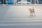 Clever thai dog crossing road with crosswalk