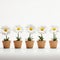 Clever Use Of Negative Space: Five Small Daisies In Pots