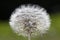 Cliche dandelion flower head