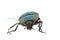 Click beetle