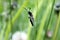 Click Beetle Ctenicera cuprea on hanging a stem of grass