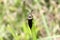 Click Beetle Ctenicera cuprea on hanging a stem of grass