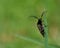 Click beetle. Ctenicera pectinicornis