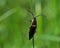 Click beetle, Ctenicera pectinicornis