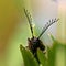 Click beetle, Ctenicera pectinicornis