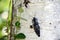 Click Beetle `The eyed elator` Alaus oculatus Copy space.