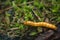 Click Beetle Larva Alaus oculatus. Wireworm - larvae of Agriotes a species of beetle from the family of Elateridae