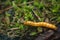 Click Beetle Larva Alaus oculatus. Wireworm - larvae of Agriotes a species of beetle from the family of Elateridae