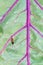 Click beetle pink veins