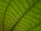 Clidemia hirta, soapbush or koster's curse plant leaf macro