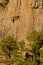 Cliff with basaltic colonnades and forest of Canary Island pine.