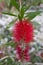 Cliff bottlebrush Melaleuca comboynensis, pending red flower