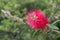 Cliff bottlebrush Melaleuca comboynensis, red flower