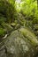 Cliff Branch Falls, Great Smoky Mtns NP