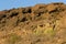 Cliff and Canary Island spurges Euphorbia canariensis.