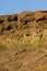 Cliff and Canary Island spurges Euphorbia canariensis.