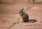 Cliff Chipmunk eating birdseed