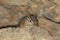 Cliff Chipmunk Neotamias dorsalis in Arizona
