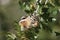 Cliff Chipmunk, Tamias dorsalis