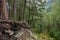 cliff in a dense forest in a mountainous area