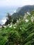 Cliff of flowering gladiolus and wild arum in Ribeira funda at Madeira