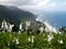 Cliff of flowering gladiolus wild in Ribeira funda at Madeira