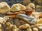 Cliff Flycatcher (Hirundinea ferruginea)