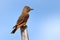 Cliff Flycatcher Hirundinea ferruginea isolated, perched on a log over blue sky