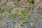 Cliff overgrown with green plants