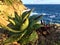 Cliff, sea and grass plants in Portofino village, Genoa, Italy. Nature, relax, beauty and peace