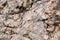 Cliff surface close-up. Uneven stone surface, beautiful background