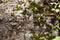 Cliff surface, closeup. Stones covered with green moss and plants. Rock formation. Beautiful background