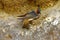 Cliff Swallow Nesting