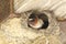 Cliff Swallow Peering Out From its Mud Nest