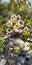 Cliffrose Tree with Feathery Seeds Growing in Nevada Mountains