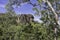 The Cliffs of Burrungkuy through the Rainforest