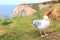 The cliffs of Etretat and Gull in Normandy