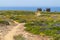 Cliffs, flowers and ruins in Arrifana