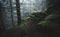 Cliffs with moss in pine tree forest