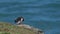 Cliffside Colourful Puffin Biting Wing in Coastal Seaside Landscape, Bird Biting Itself on Cliff Edg