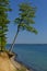 Clifftop with forest and slanted tree above the beach