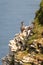 Clifftop seabird colony