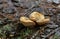 Climacocystis borealis growing on wood