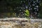 Climate change abstract enviroment concept. Rain drops falling over green small growing new plant on cracked soil. Selective focus