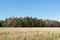 Climate change - Coniferous forest with dying trees