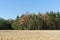 Climate change - Coniferous forest with dying trees