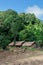 Climate, Coconut, Front or Back Yard, Rainforest, Summer